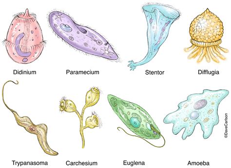how are protozoans similar to other protozoans